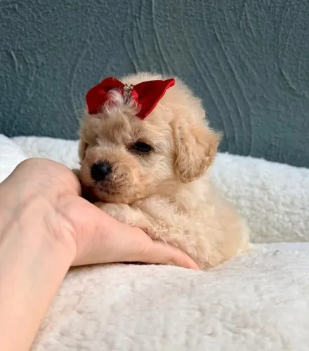 Filhotes de Poodle minizinhas