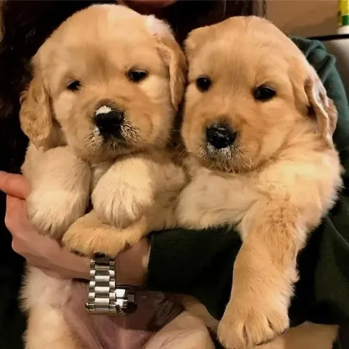 Filhote de cachorro golden retriever dócil com pelagem densa e saudável