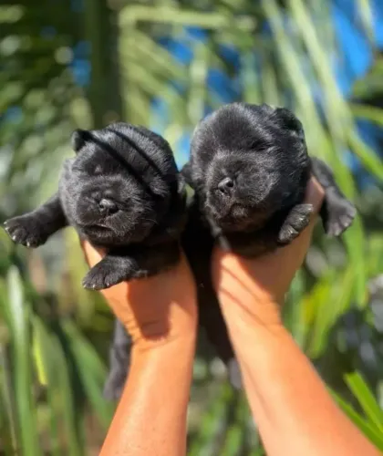 Filhote de chow chow 