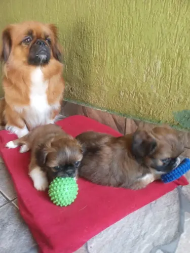 Vende se filhotes de cachorro Pequinês