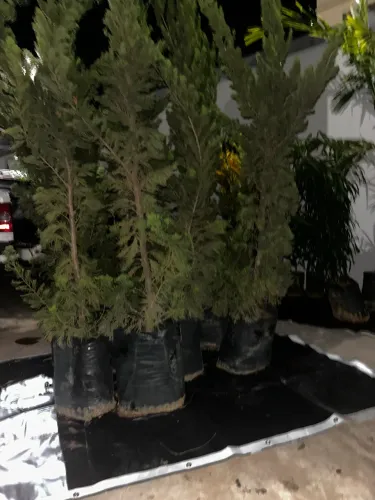 Mudas e Plantas 