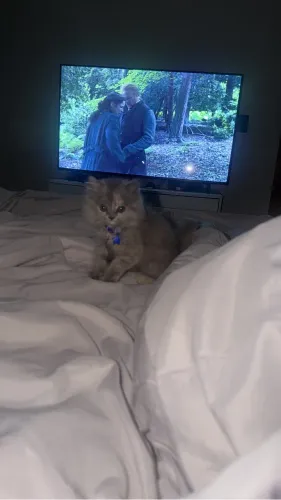 Gato persa