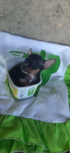 Pinscher machinho miniatura 