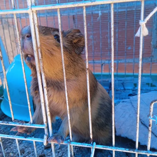 Porquinho da Índia