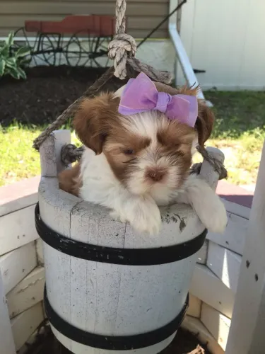 lindos shih tzu com garantia e procedencia 