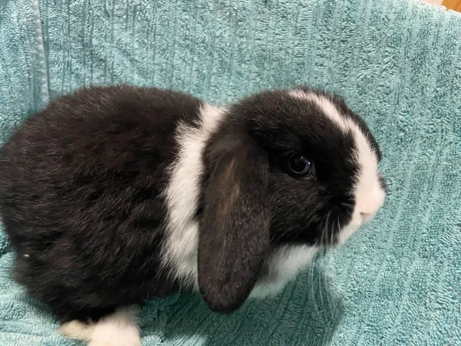 Coelho Mini Lop filhote - Fêmea 