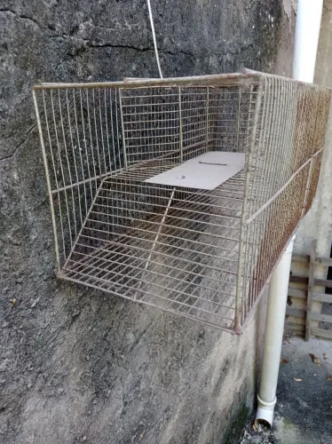 Gaiola para pegar ratos