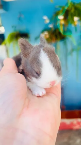 Filhote mini coelho Netherland Dwarf