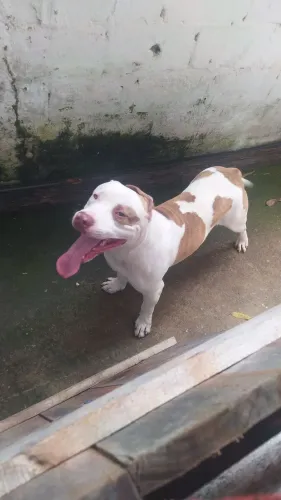 Pitibul original de raça 800 posso negociar 