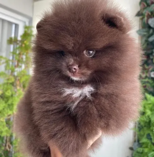 Doação Cachorro - Spitz Alemão - Grátis apenas retirar