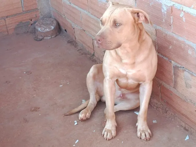 Doa cachorro ? l adulto com 2 anos