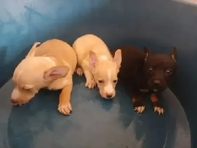 lindos pinscher x fox Respondo pelo 9.9751.6491 Entrega imediata Só paga ao receber o fil