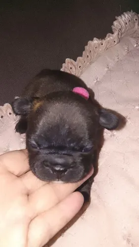 Bulldog francês exótica linda