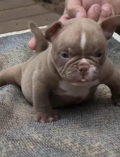 MACHOS E FÊMEAS DE AMERICAN BULLY