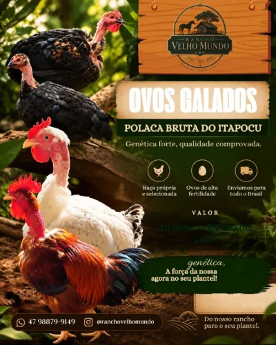 Venda de Ovos Galado Raça Hibrida caixa com 30 ovos