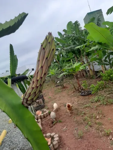 Muda de Pitaya - Califórniana a Tailandesa 