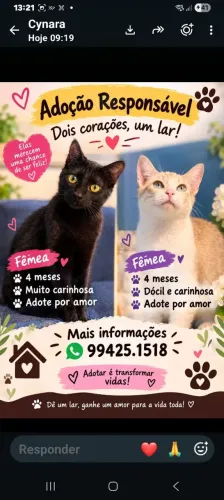 Duas fofulas para adoção urgente