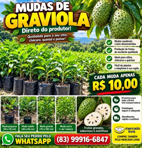 MUDAS DE GRAVIOLA POR APENAS R$ 10,00 CADA!