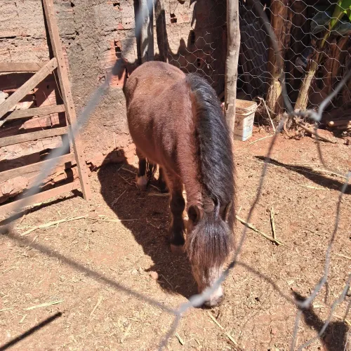 Pônei com sela (Anápolis
