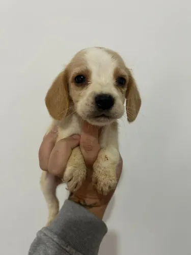 Filhote Beagle bicolor ! fêmea 