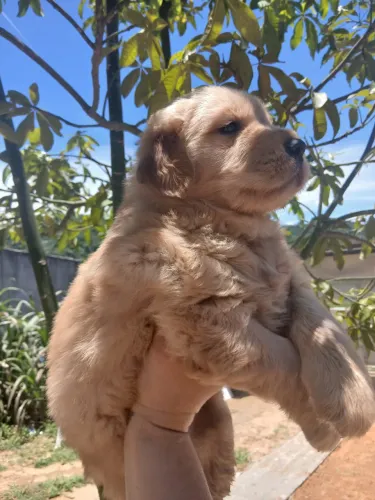 Golden-Cães para convivência diária