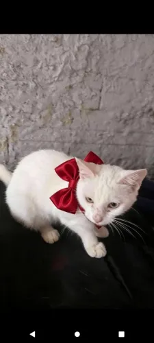 Gatinha pra doação 