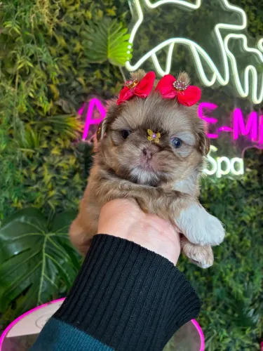 Shih tzu linda !!!