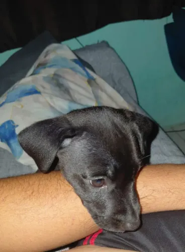 Doação filhote macho