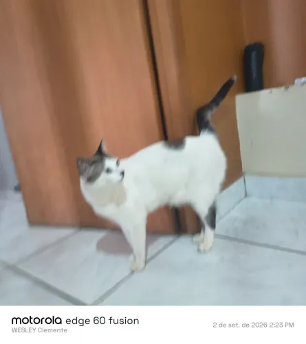 Gatinho manhoso