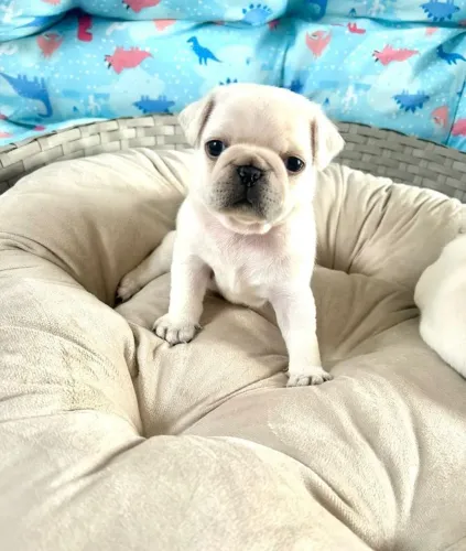 Pug Brancos (linhagem 100% branca)