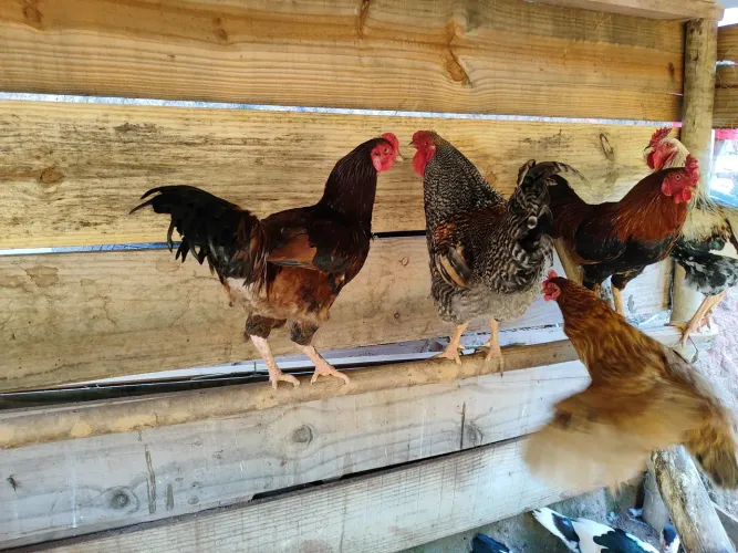 Vendo/Troco 4 frangos caipira.