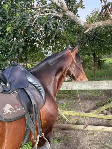 Cavalo mangalarga marchador