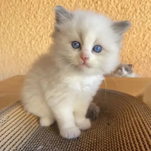 Lindo Machinho de Ragdoll 