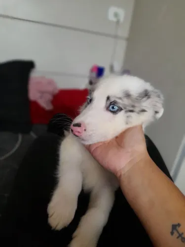 Boder collie venda