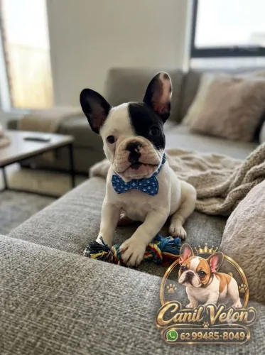Bulldog Francês Filhotes