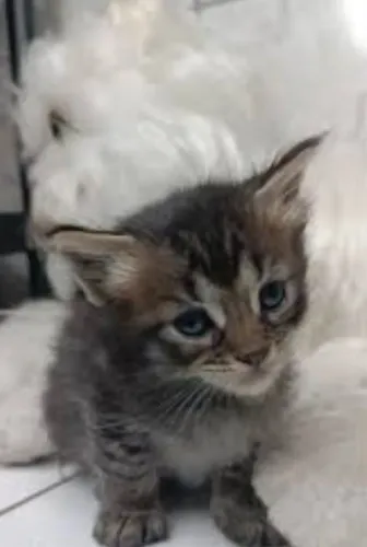 Gatinhos angorá tigrado disponível