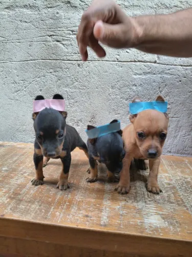 Pinscher