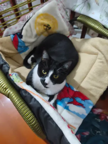 Babá de pets