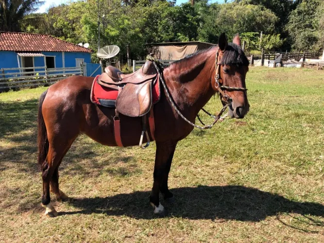 Égua Mangalarga Mansa