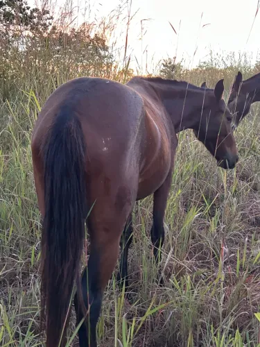 A venda potra já domada macha picada 2anos e meio não troco só q venda