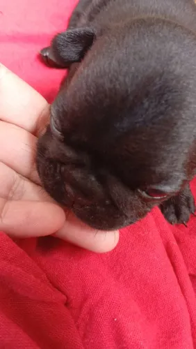 Bulldog francês macho araçá 