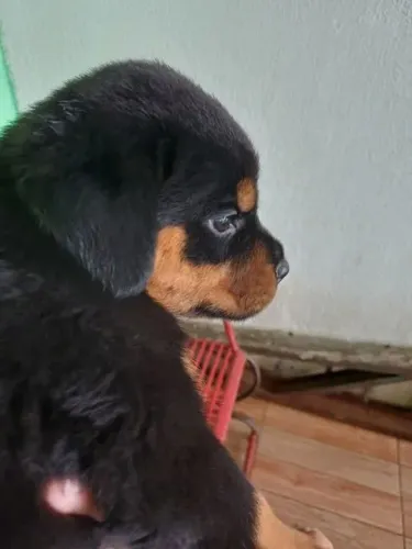 Rottweiler Seu coração ainda não sabe, mas já escolheu esse filhote