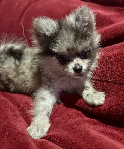 Linda filhote Micro Lulu da Pomerania