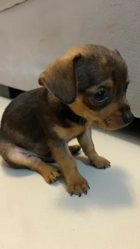 FILHOTE DE PINSCHER Nº 1 À VENDA