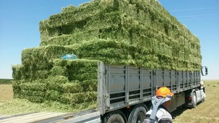 Alfafa 65 reais o fardo