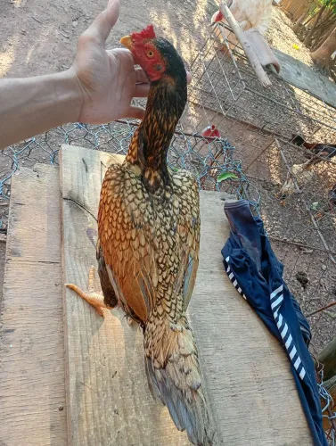 Galinha índia