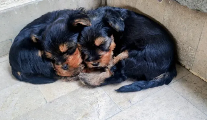 " Felicidade tem quatro patas.?Yorkshire Terrier,