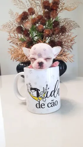 Chihuahua mini pocket