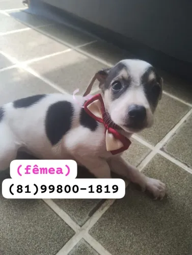 Filhotes de cachorrinhos pra doação . Não compre , adote .