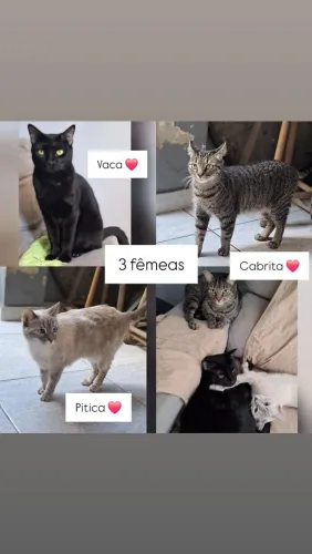 Doa-se 3 gatas fêmeas castradas, vermifugadas, chipadas e vacinadas